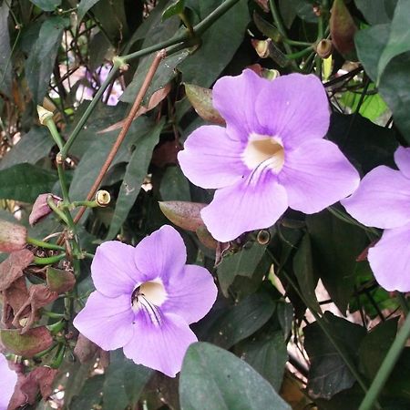 Mayapott Plantation Villa Thekkady Esterno foto