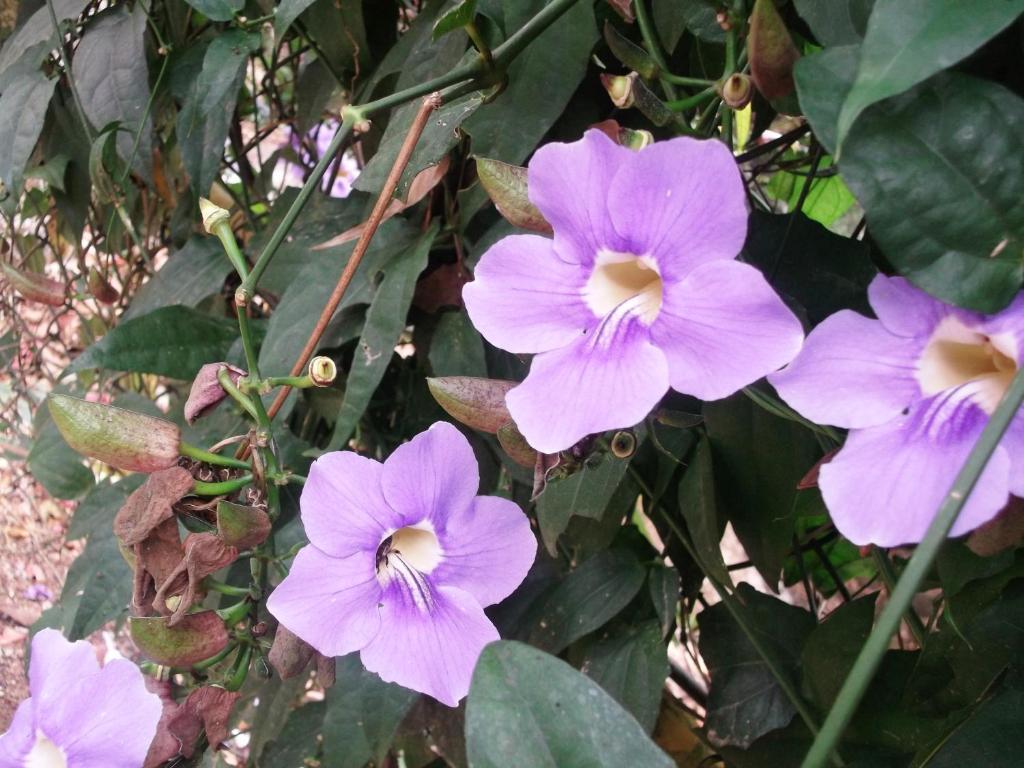 Mayapott Plantation Villa Thekkady Esterno foto