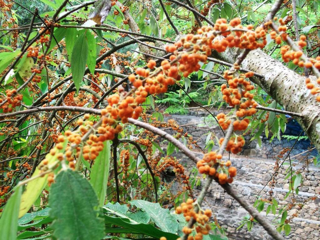 Mayapott Plantation Villa Thekkady Esterno foto