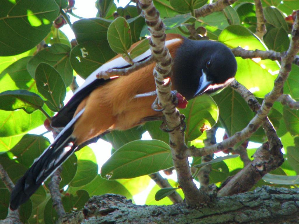 Mayapott Plantation Villa Thekkady Esterno foto