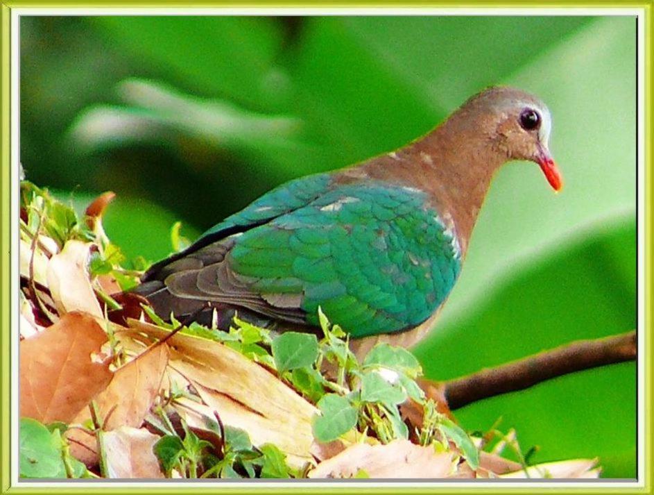 Mayapott Plantation Villa Thekkady Esterno foto